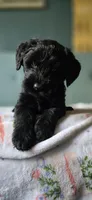Poptart, a female Giant Schnauzer for sale in Findlay, OH – Photo 1 of 3