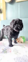 Ruby, a female Giant Schnauzer for sale in Findlay, OH – Photo 2 of 3
