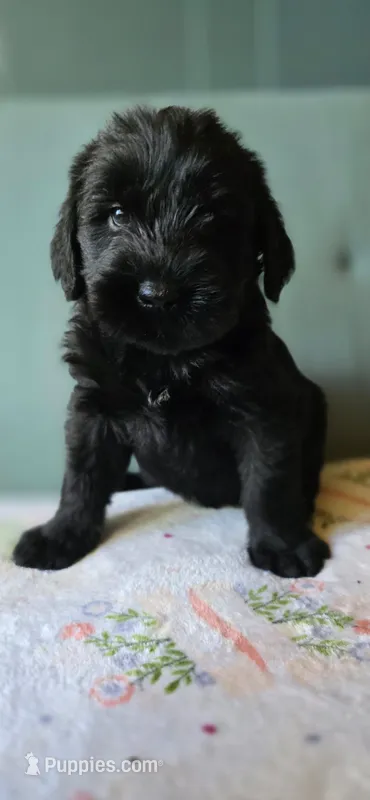 Luna – Giant Schnauzer puppy for sale in Findlay, OH