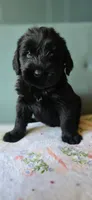 Luna, a female Giant Schnauzer for sale in Findlay, OH – Photo 1 of 3