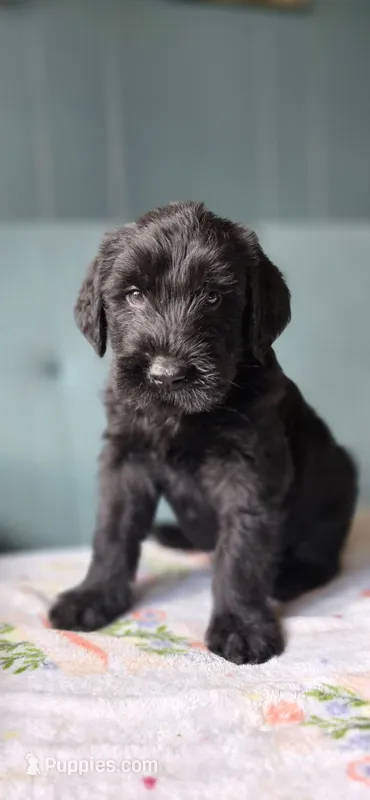 Dan – Giant Schnauzer puppy for sale in Findlay, OH