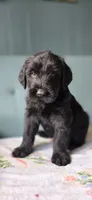 Dan, a male Giant Schnauzer for sale in Findlay, OH – Photo 1 of 3