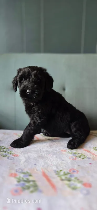 Gretchen – Giant Schnauzer puppy for sale in Findlay, OH