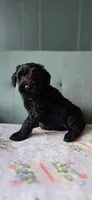 Gretchen, a female Giant Schnauzer for sale in Findlay, OH – Photo 1 of 3