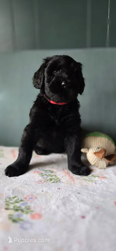 Ruby – Giant Schnauzer puppy for sale in Findlay, OH