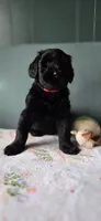 Ruby, a female Giant Schnauzer for sale in Findlay, OH – Photo 1 of 3