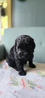 Pickles, a male Giant Schnauzer for sale in Findlay, OH – Photo 2 of 3