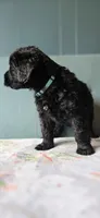 Sky, a female Giant Schnauzer for sale in Findlay, OH – Photo 3 of 3