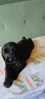Luna, a female Giant Schnauzer for sale in Findlay, OH – Photo 3 of 3