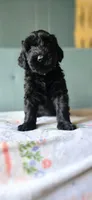 Stormy, a female Giant Schnauzer for sale in Findlay, OH – Photo 1 of 2