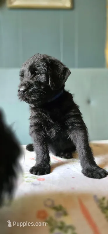 Blue – Giant Schnauzer puppy for sale in Findlay, OH