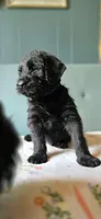 Blue, a male Giant Schnauzer for sale in Findlay, OH – Photo 1 of 3