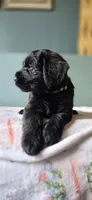 Poptart, a female Giant Schnauzer for sale in Findlay, OH – Photo 2 of 3