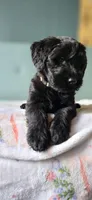 Poptart, a female Giant Schnauzer for sale in Findlay, OH – Photo 3 of 3