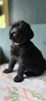 Dan, a male Giant Schnauzer for sale in Findlay, OH – Photo 3 of 3
