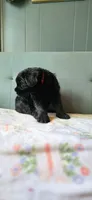 Duncan, a male Giant Schnauzer for sale in Findlay, OH – Photo 2 of 2