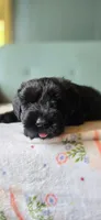 Duncan, a male Giant Schnauzer for sale in Findlay, OH – Photo 1 of 2