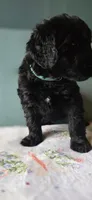 Sky, a female Giant Schnauzer for sale in Findlay, OH – Photo 2 of 3
