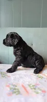 Gretchen, a female Giant Schnauzer for sale in Findlay, OH – Photo 2 of 3
