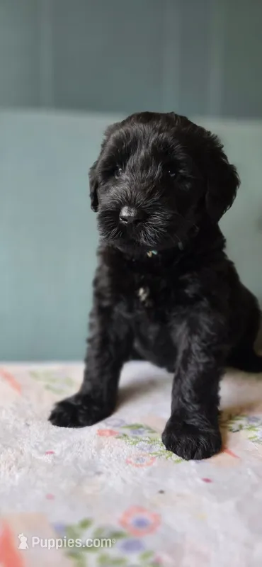 Sky – Giant Schnauzer puppy for sale in Findlay, OH