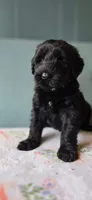 Sky, a female Giant Schnauzer for sale in Findlay, OH – Photo 1 of 3
