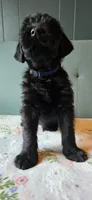Blue, a male Giant Schnauzer for sale in Findlay, OH – Photo 2 of 3