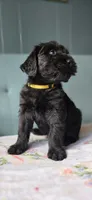 Dan, a male Giant Schnauzer for sale in Findlay, OH – Photo 2 of 3