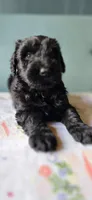 Gretchen, a female Giant Schnauzer for sale in Findlay, OH – Photo 3 of 3