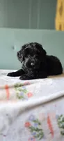 Stormy, a female Giant Schnauzer for sale in Findlay, OH – Photo 2 of 2