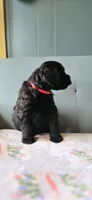 Ruby, a female Giant Schnauzer for sale in Findlay, OH – Photo 3 of 3