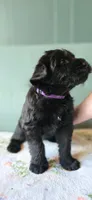 Luna, a female Giant Schnauzer for sale in Findlay, OH – Photo 2 of 3
