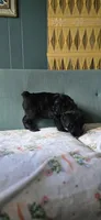 Pickles, a male Giant Schnauzer for sale in Findlay, OH – Photo 3 of 3