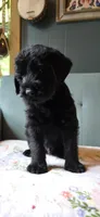 Blue, a male Giant Schnauzer for sale in Findlay, OH – Photo 3 of 3