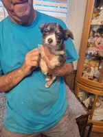ROWDY, a male Chihuahua for sale in Kannapolis, NC – 2 of 9
