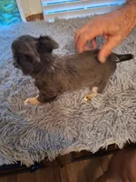 ROWDY, a male Chihuahua for sale in Kannapolis, NC – 4 of 9