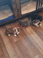 ROWDY, a male Chihuahua for sale in Kannapolis, NC – 7 of 9