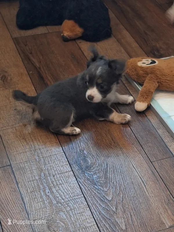ROWDY – Chihuahua puppy for sale in Kannapolis, NC