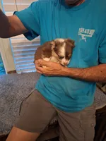 ZIGGY jr, a male Chihuahua for sale in Kannapolis, NC – 7 of 9