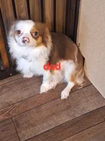 ZIGGY jr, a male Chihuahua for sale in Kannapolis, NC – 8 of 9