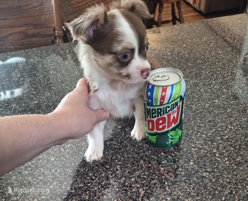 ZIGGY jr – Chihuahua puppy for sale in Kannapolis, NC