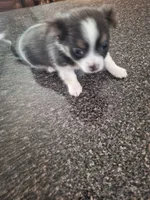 Chance, a male Chihuahua for sale in Kannapolis, NC – 6 of 8