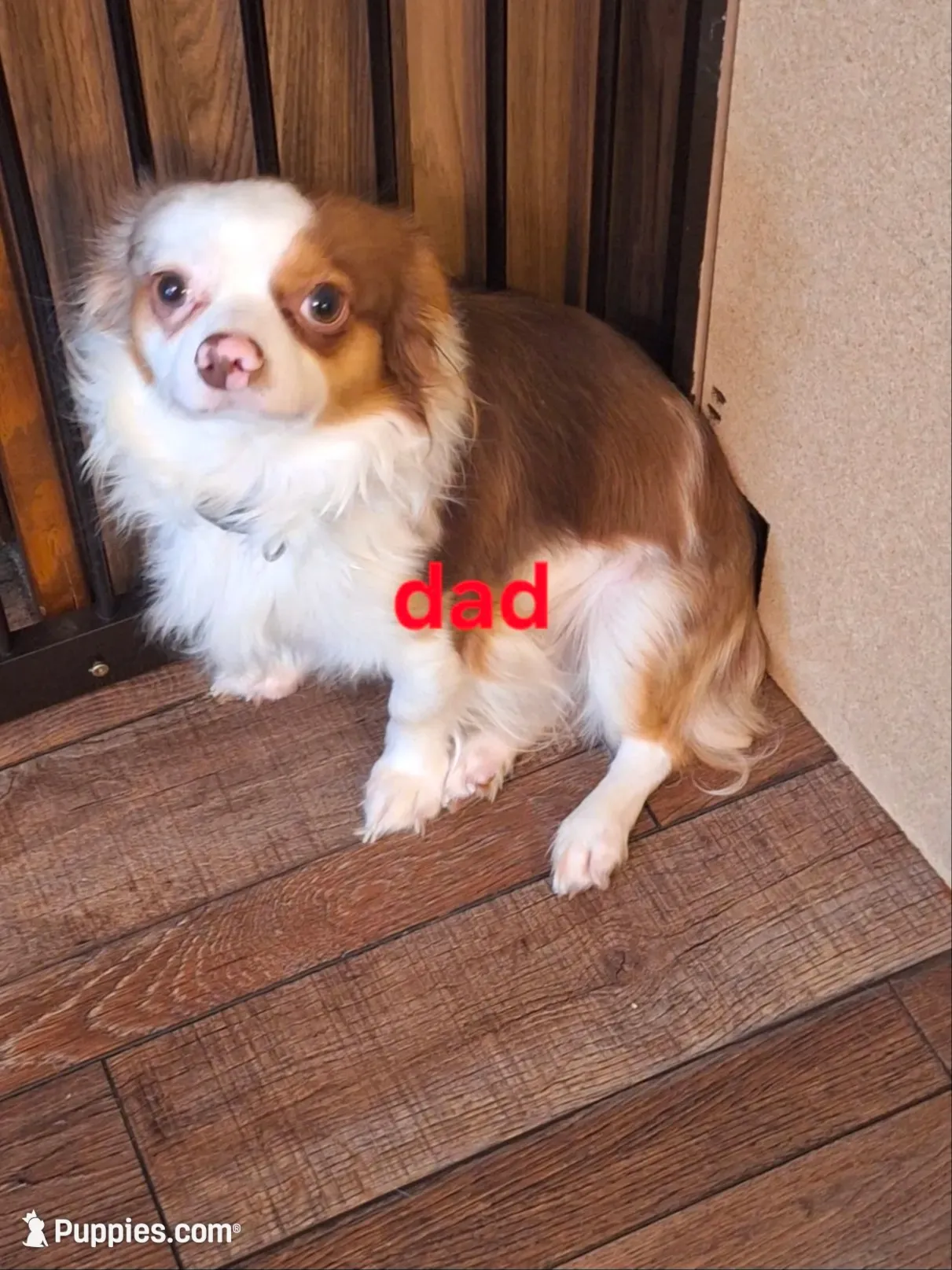 ROWDY, a male Chihuahua for sale in Kannapolis, NC – 9 of 9