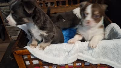 ZIGGY jr, a male Chihuahua for sale in Kannapolis, NC – 9 of 9
