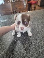 ZIGGY jr, a male Chihuahua for sale in Kannapolis, NC – 6 of 9