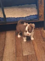 ZIGGY jr, a male Chihuahua for sale in Kannapolis, NC – 2 of 9
