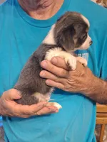 Chance, a male Chihuahua for sale in Kannapolis, NC – 2 of 8