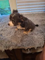 ROWDY, a male Chihuahua for sale in Kannapolis, NC – 3 of 9