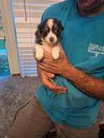 Chance, a male Chihuahua for sale in Kannapolis, NC – 4 of 8