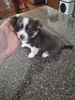 Chance, a male Chihuahua for sale in Kannapolis, NC – 1 of 8