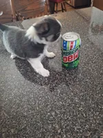 Chance, a male Chihuahua for sale in Kannapolis, NC – 3 of 8